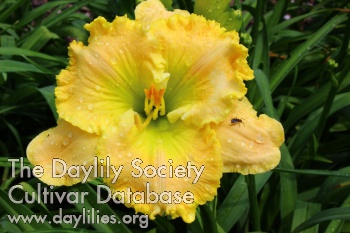 Daylily Jolly Good Yellow